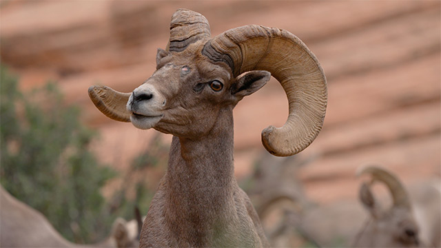 A desert bighorn sheep in southern Utah