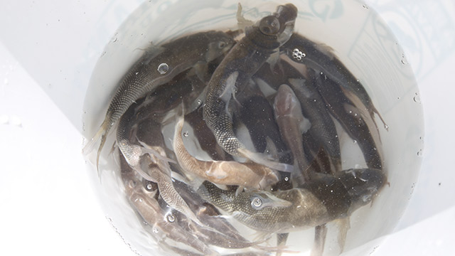 Listen to "Wild" podcast episode 70: The three species