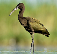 White-faced ibis standing in water with its reflection showing