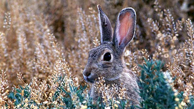 Cottontail rabbit in brush