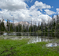 Green marsh at Bourbon Lake, surrounded by forest and the High Uintas