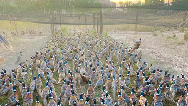 Flock of pheasants at a commercial hunting area