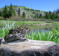 Boreal toad sitting on a log at a pond