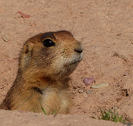 Head of a Utah prairie dog, sticking out of a hole in the ground