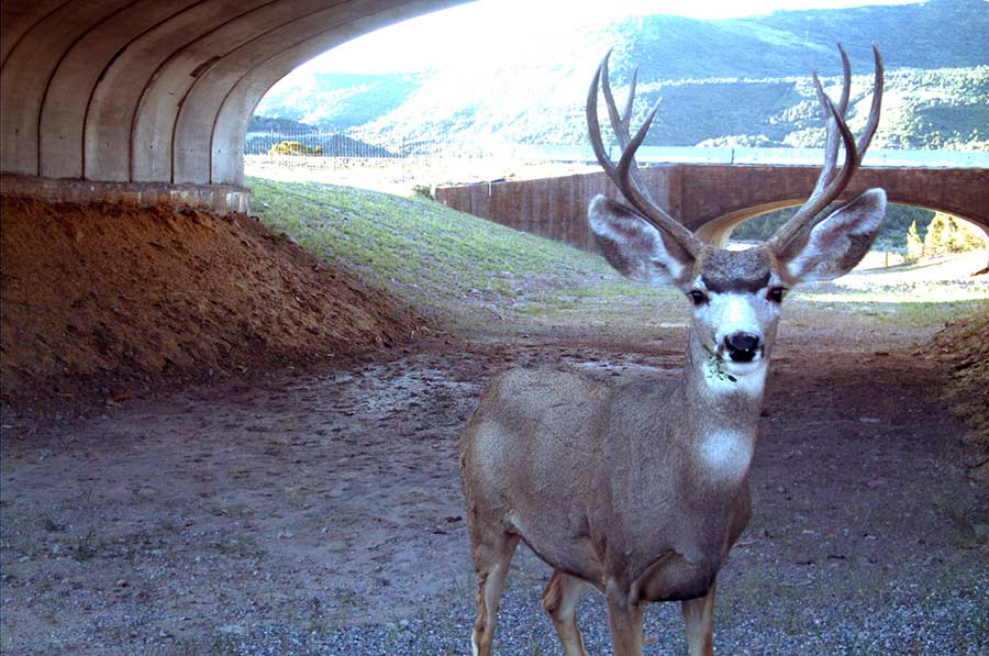 Deer in wildlife crossing