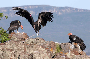 Three condors, one with wings spread, the other two perched on a cliff