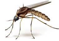A mosquito, a carrier of many wildlife diseases