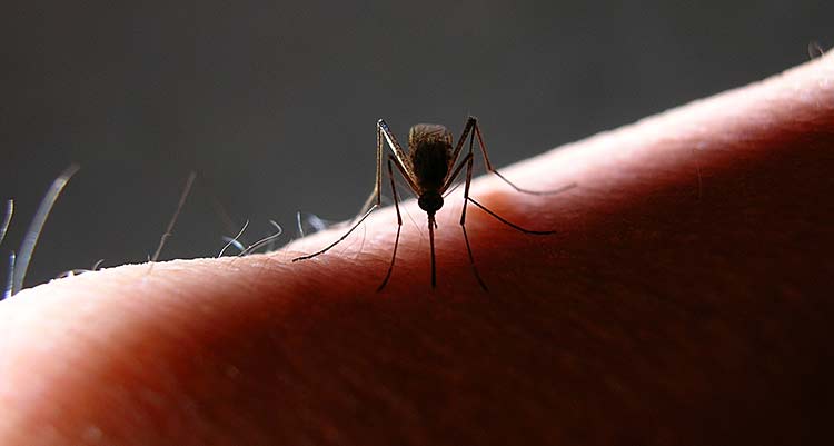 A mosquito standing on a human arm