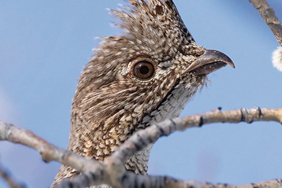 Utah Upland Game and Turkey Guidebook