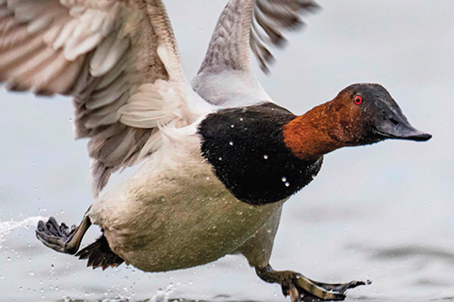 Utah Waterfowl and Migratory Game Birds Guidebook cover