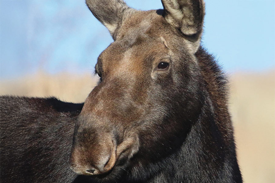 Utah Antlerless Application