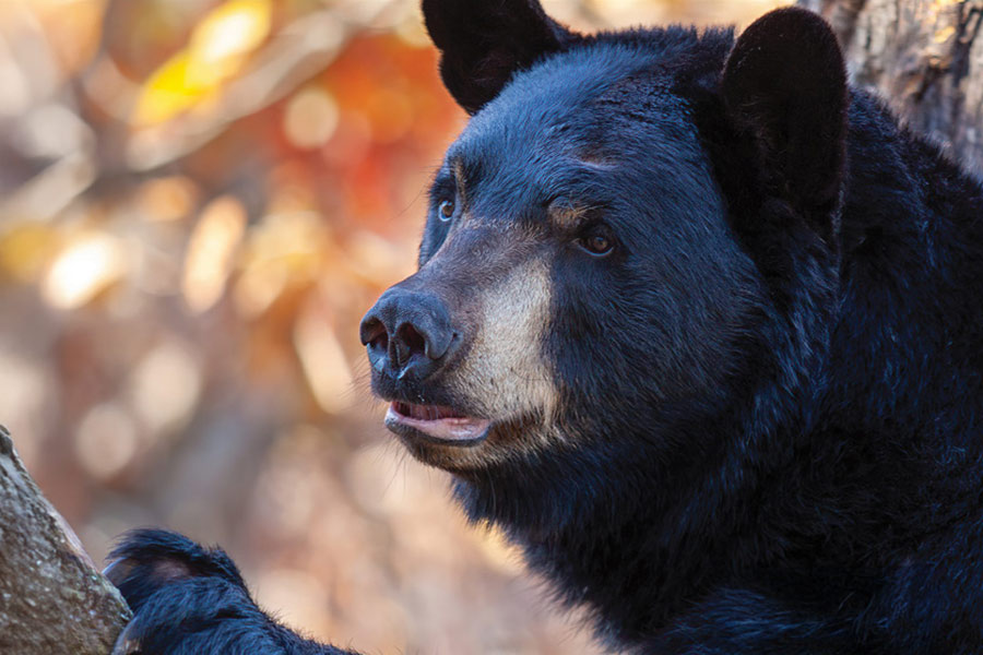 Black bear standing against a tree