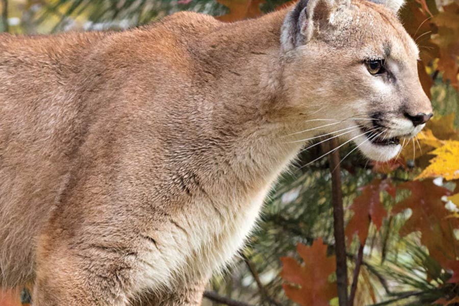 Cougar in fall foilage