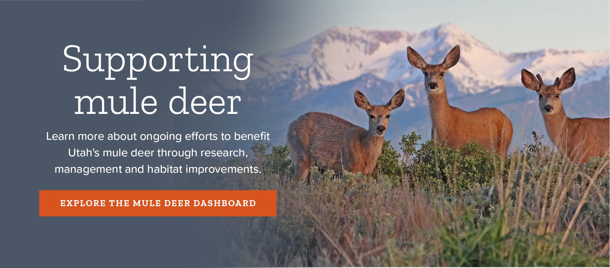 Supporting Utah's mule deer