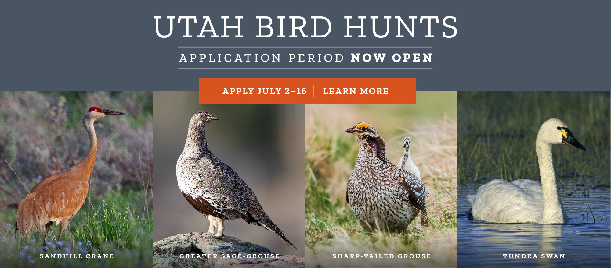 Utah bird hunts