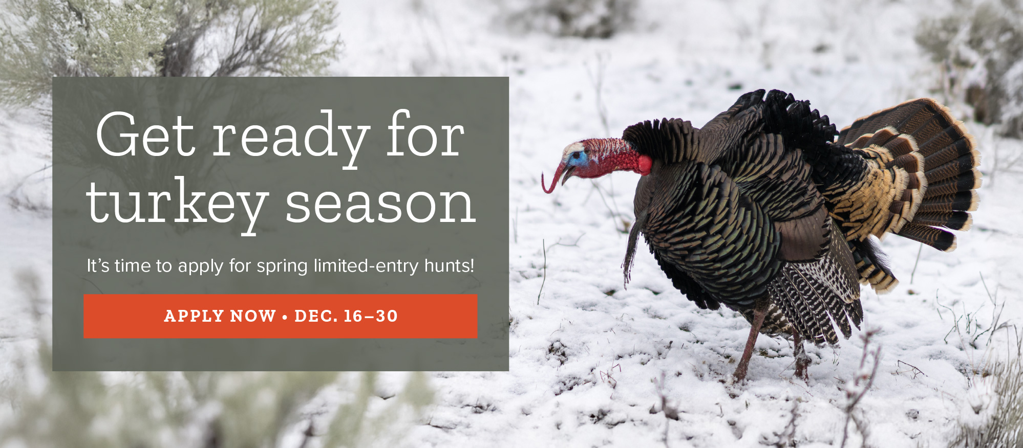 Apply for spring limited-entry turkey hunts!