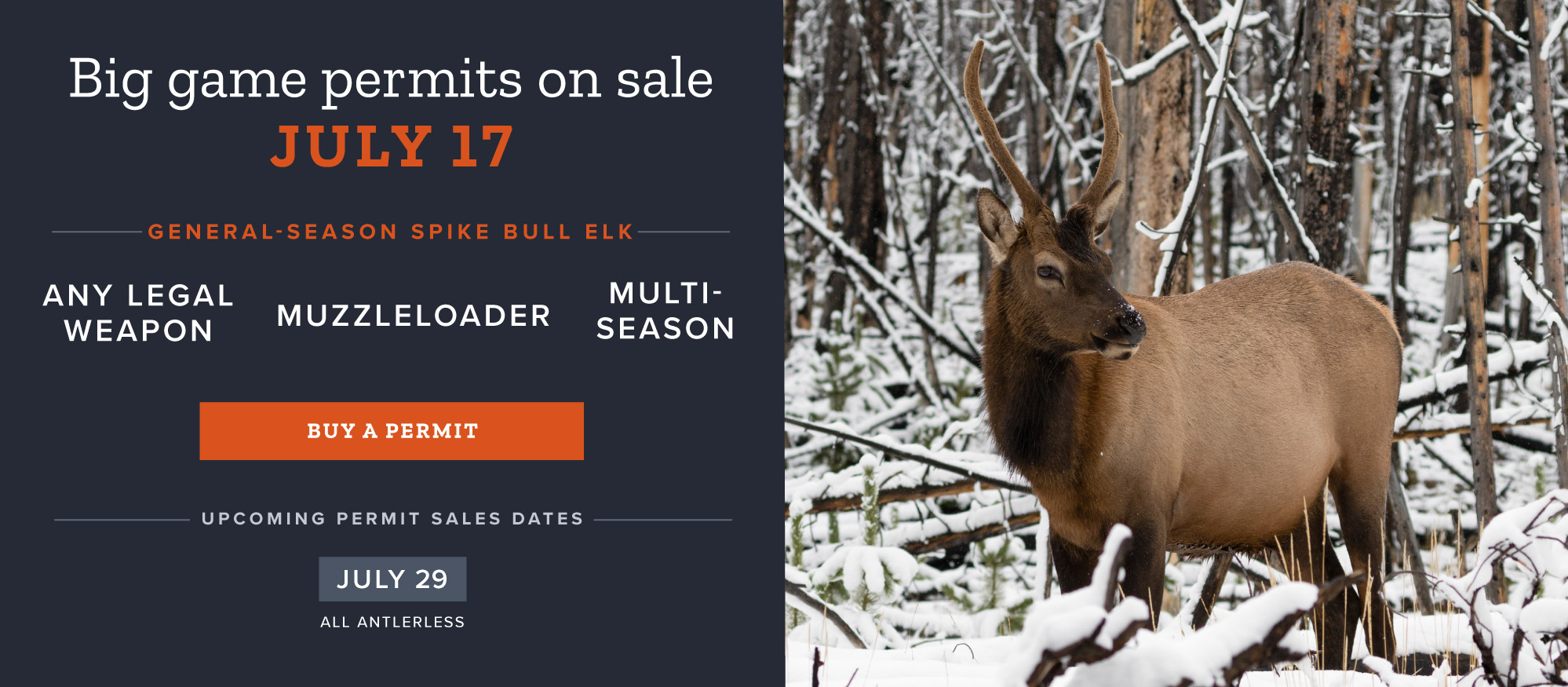 General-season spike bull elk