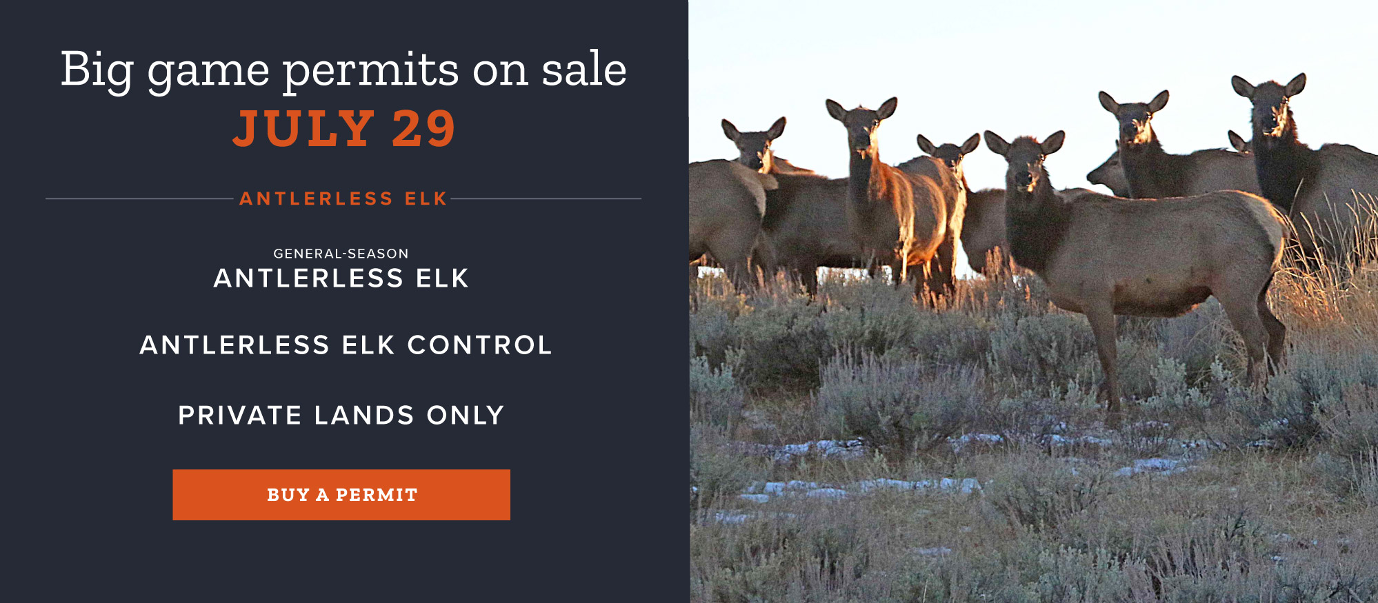Remaining antlerless elk permits on sale