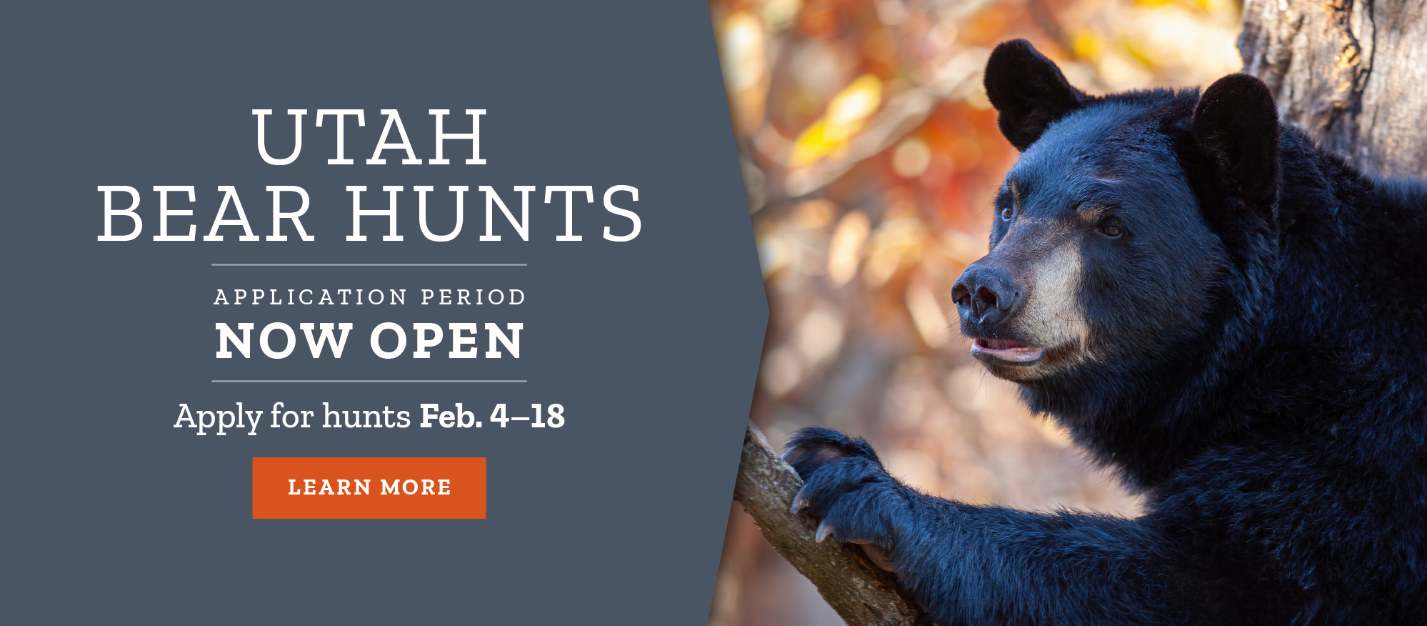 Apply for Black Bear Hunts