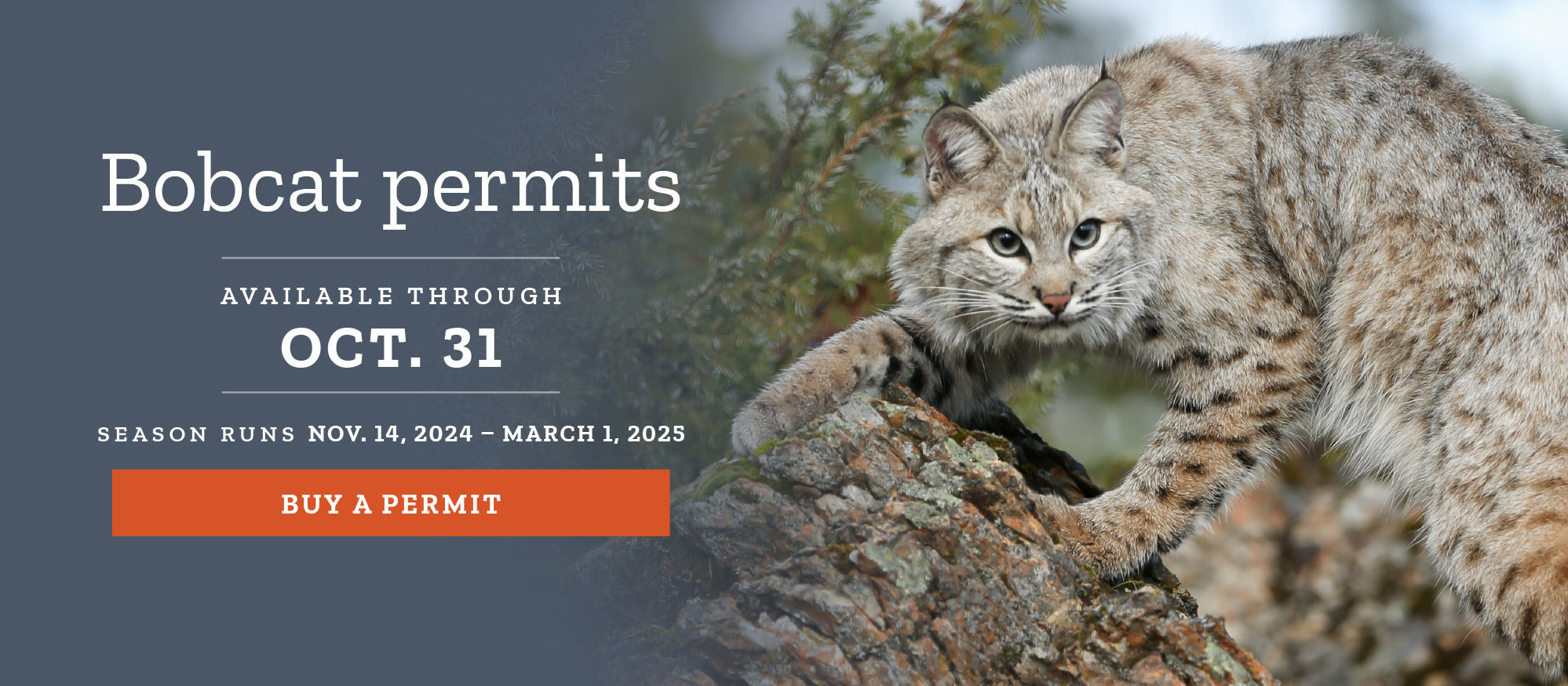 bobcat permits