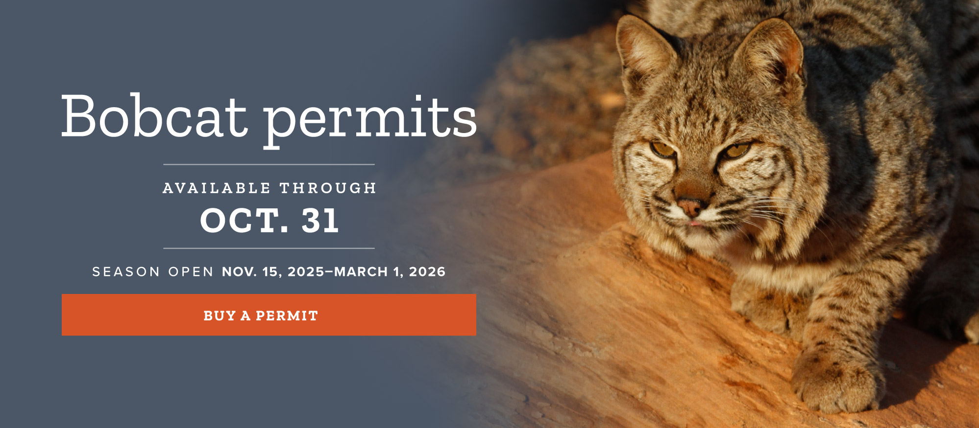Bobcat permits available through Oct. 31