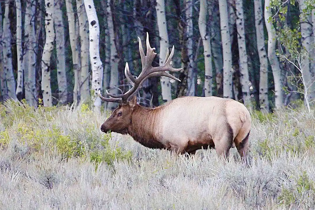 Bull elk in a forest