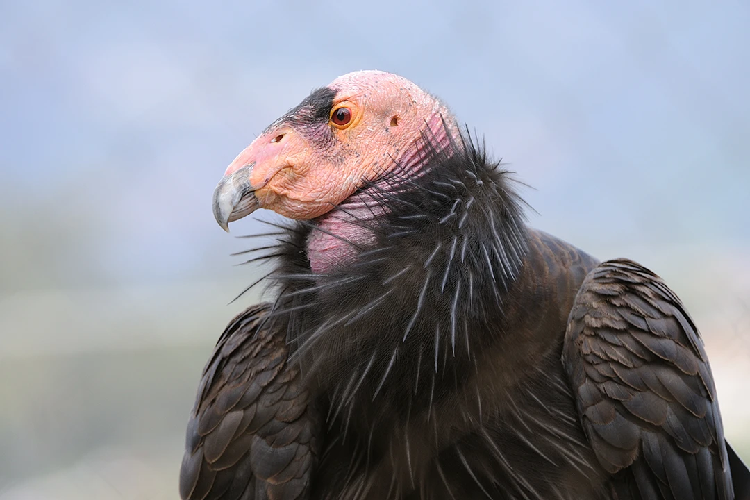 Closeup of a California condor