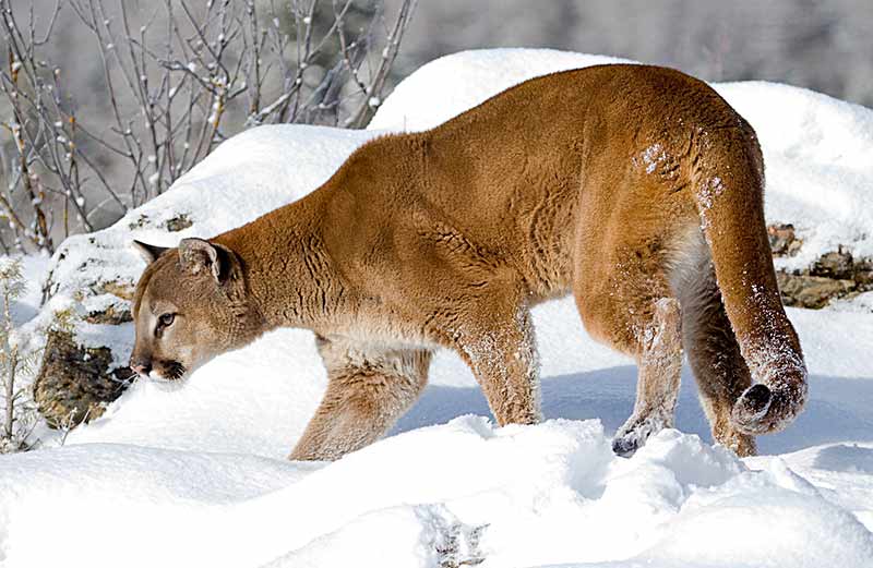 Cougar in snow