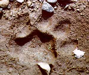 Cougar tracks