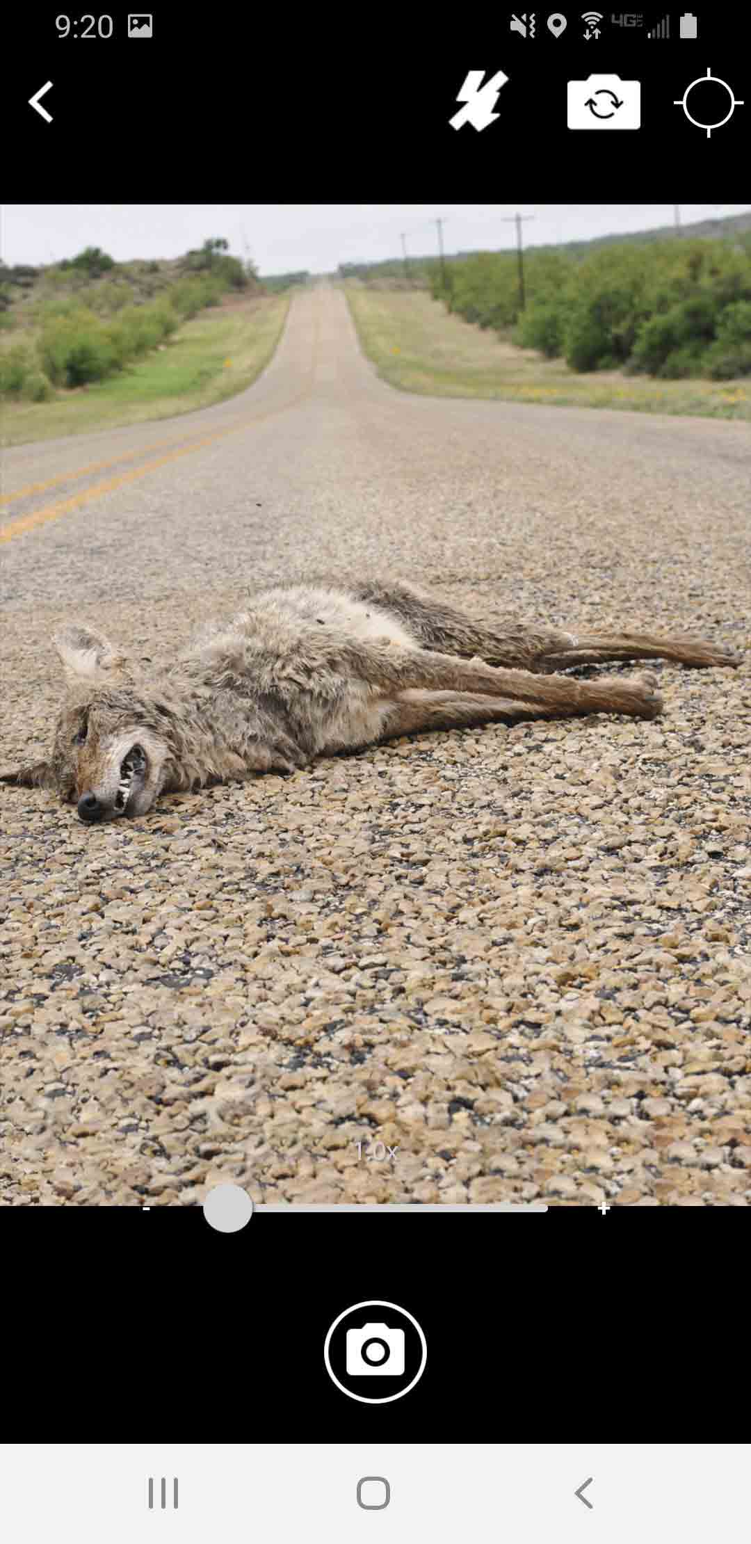 A dead coyote lying in the road.