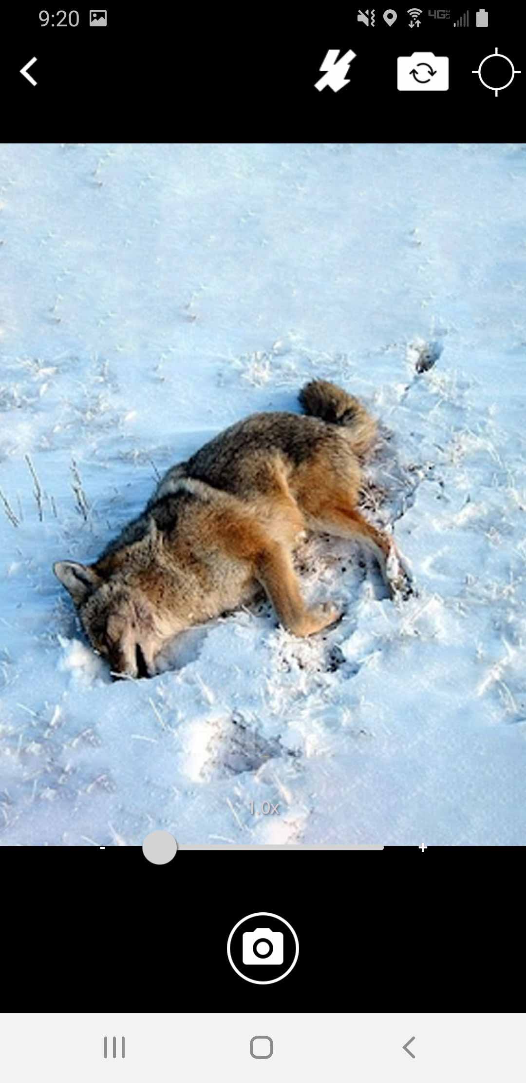 A dead coyote lying in snow.