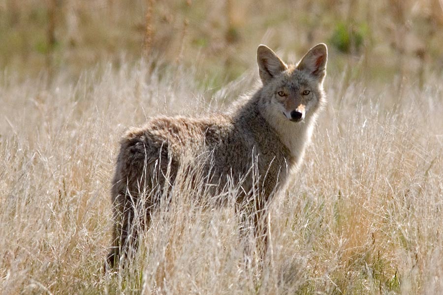 Coyote in a field