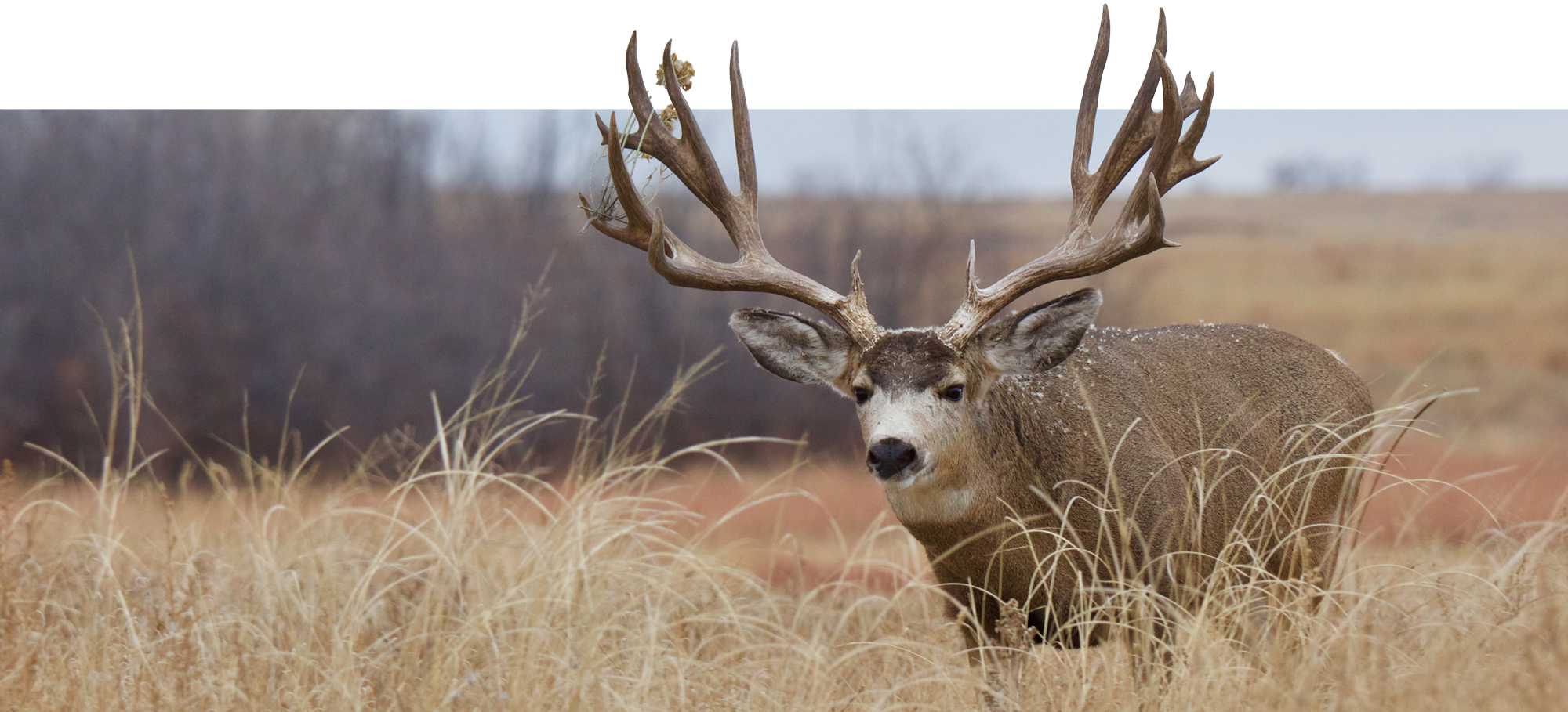 curious atypical mule deer