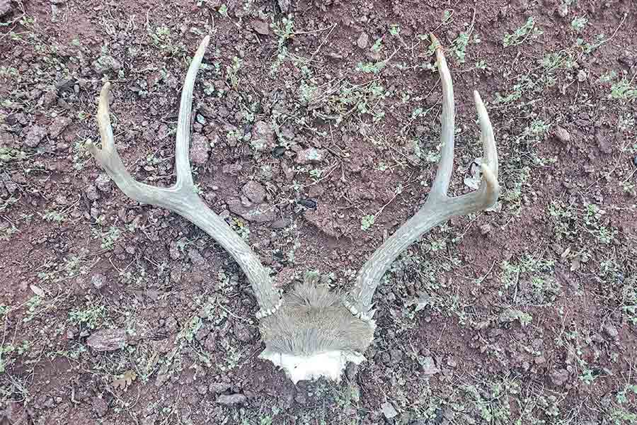Skull of deer on the ground with antlers still attached
