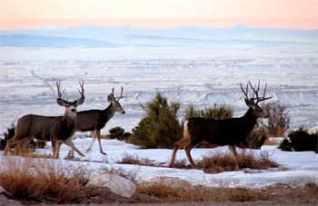 Deer herd in winter