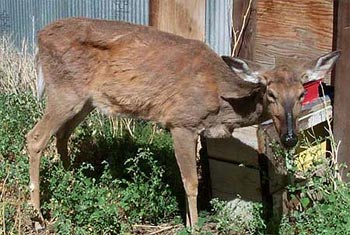 Life-Threatening Foot Disease Found in Endangered Huemul Deer in