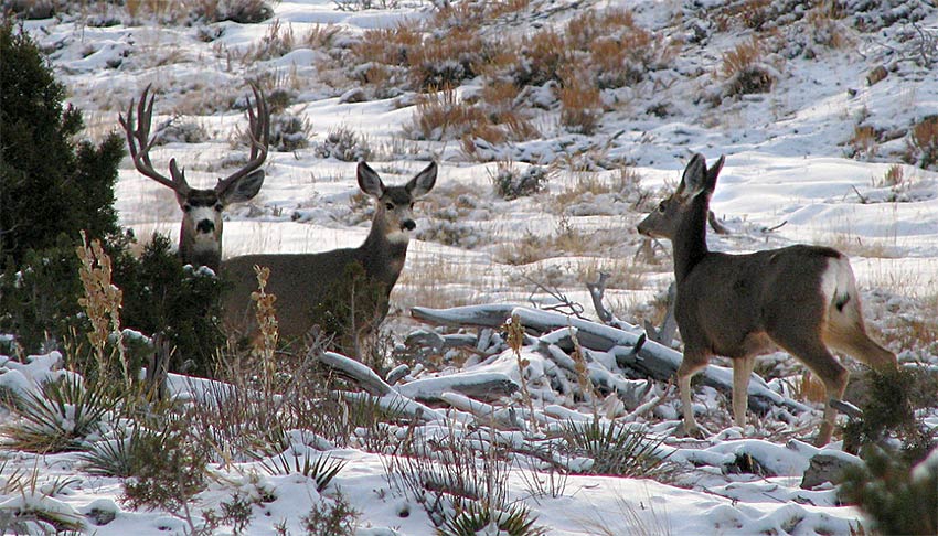 Three deer standing in brush