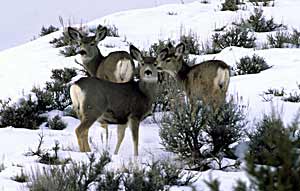 Deer feeding in the winter