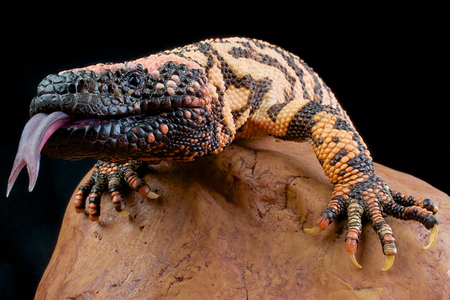 Gila monster climbing on a rock, with its tongue out