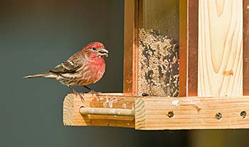Finch perched at bird feeder