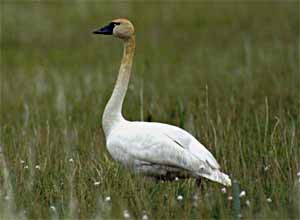 Tundra swan