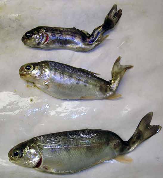 Shriveled up rainbow trout afflicted with whirling disease