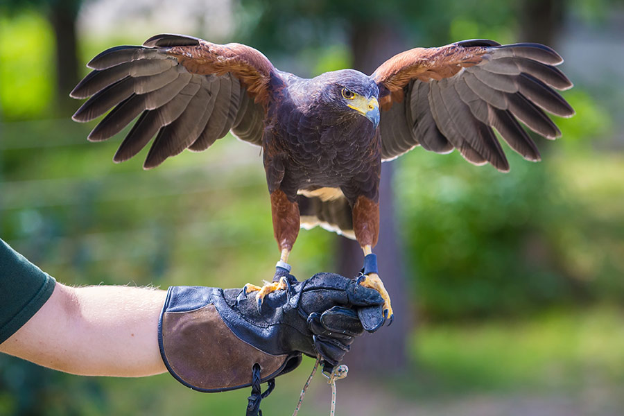 harris hawk falconry