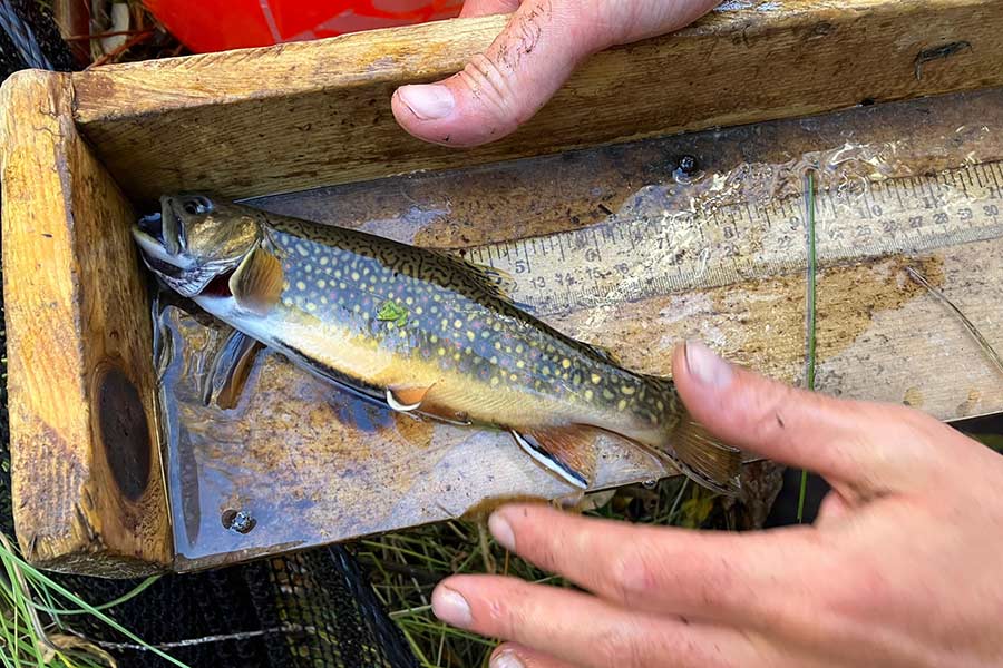 A caught brook trout, a nuisance fish species in Utah, in a wooden box