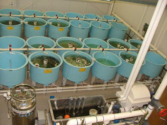 Fish recirculation facility