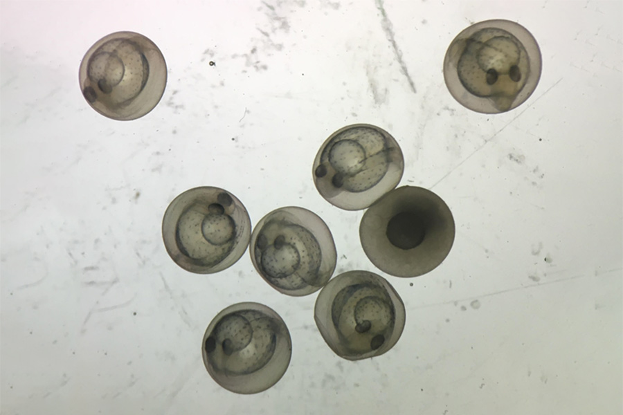 Warm water fish culture, creating sterile fishes with triploid methods