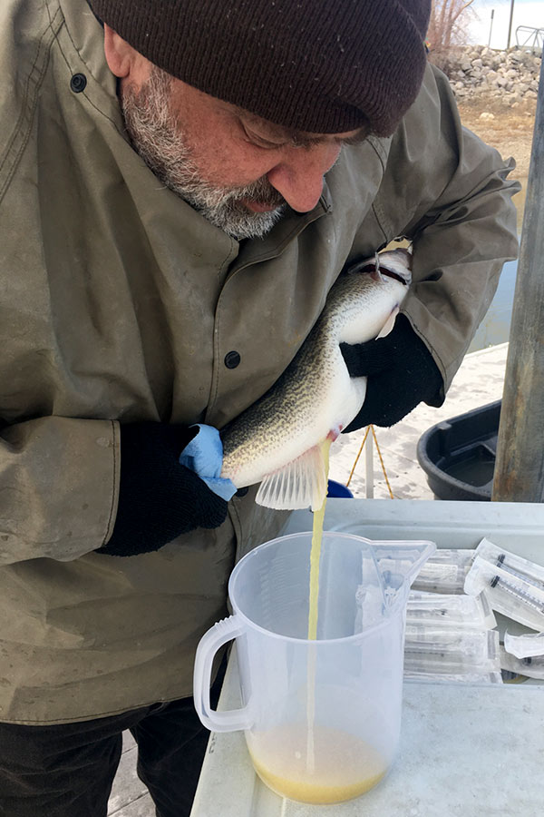 Fisheries Experiment Station aquatic biologist squeezing fish eggs into a jar