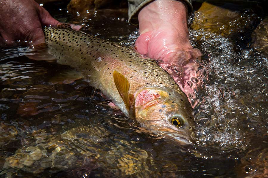 Utah drops thousands of fish from airplane into lakes