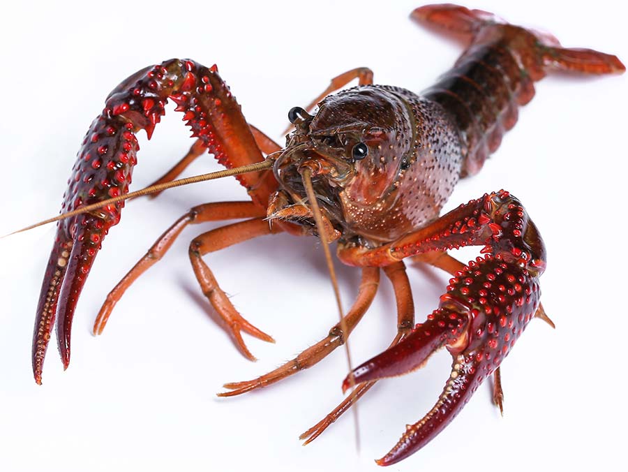 live crawfish in water