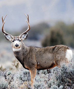 Utah Division of Wildlife Resources